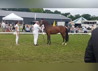 Welsh-PB, Merrie, 9 Jaar, 147 cm, Bruin
