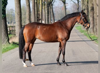 Welsh-PB, Merrie, 9 Jaar, 147 cm, Bruin