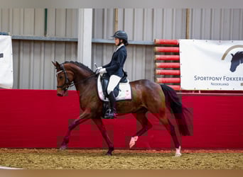 Welsh-PB, Merrie, 9 Jaar, 147 cm, Bruin