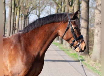 Welsh-PB, Merrie, 9 Jaar, 147 cm, Bruin