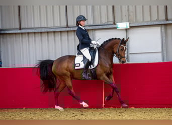 Welsh-PB, Merrie, 9 Jaar, 147 cm, Bruin