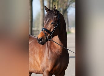Welsh-PB, Merrie, 9 Jaar, 147 cm, Bruin