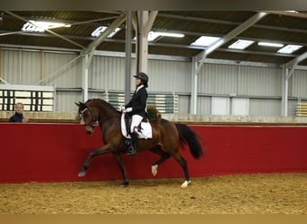 Welsh-PB, Merrie, 9 Jaar, 147 cm, Bruin