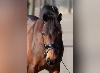 Welsh-PB, Merrie, 9 Jaar, 147 cm, Bruin