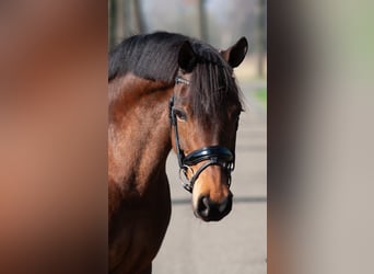Welsh-PB, Merrie, 9 Jaar, 147 cm, Bruin