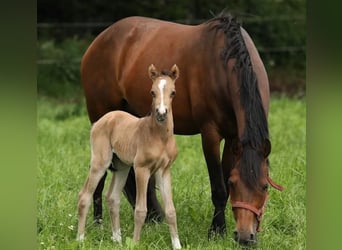 Welsh-PB, Merrie, 9 Jaar, 153 cm, Bruin