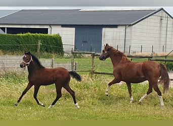 Welsh-PB, Merrie, Veulen (04/2025), Bruin