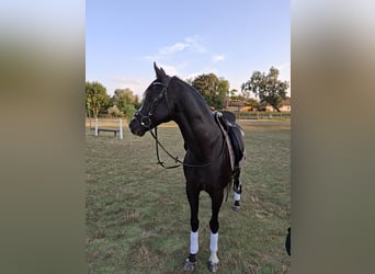 Welsh PB (Partbred), Gelding, 12 years, 14.3 hh, Black