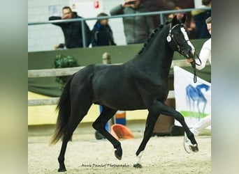 Welsh PB (Partbred), Gelding, 12 years, 14.3 hh, Black