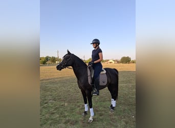 Welsh PB (Partbred), Gelding, 12 years, 14.3 hh, Black