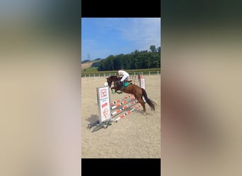 Welsh PB (Partbred), Gelding, 12 years, 15,1 hh, Chestnut-Red