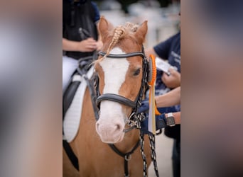 Welsh PB (Partbred), Gelding, 14 years, 13.2 hh, Chestnut-Red