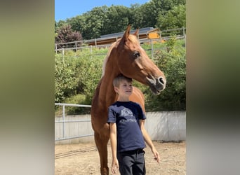 Welsh PB (Partbred), Gelding, 15 years, 14,2 hh, Chestnut-Red