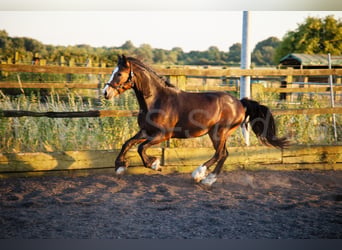 Welsh PB (Partbred), Gelding, 2 years, 14.2 hh, Smoky-Black