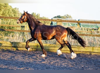 Welsh PB (Partbred), Gelding, 2 years, 14.2 hh, Smoky-Black