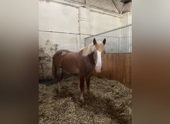 Welsh PB (Partbred), Gelding, 2 years, Chestnut