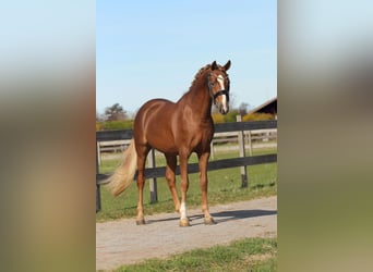 Welsh PB (Partbred), Gelding, 3 years, 14.1 hh, Chestnut