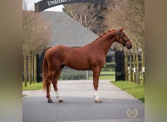 Welsh PB (Partbred), Gelding, 3 years, 14.1 hh, Chestnut-Red