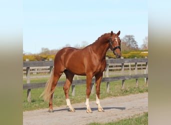 Welsh PB (Partbred), Gelding, 3 years, 14,1 hh, Chestnut-Red