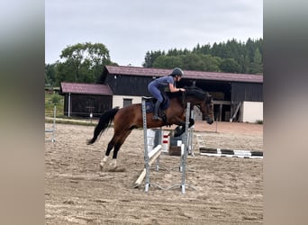 Welsh PB (Partbred), Gelding, 4 years, 15.1 hh, Brown