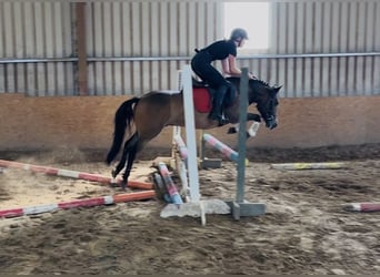 Welsh PB (Partbred), Gelding, 5 years, 12,1 hh, Brown