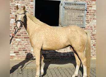 Welsh PB (Partbred), Gelding, 5 years, 14.1 hh, Palomino