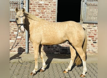 Welsh PB (Partbred), Gelding, 5 years, 14.1 hh, Palomino
