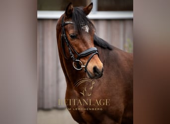 Welsh PB (Partbred), Gelding, 5 years, 14.2 hh, Brown