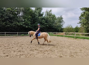 Welsh PB (Partbred), Gelding, 5 years, 14.2 hh, Palomino