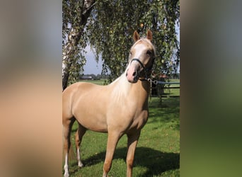 Welsh PB (Partbred), Gelding, 5 years, 14.2 hh, Palomino