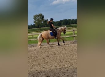 Welsh PB (Partbred), Gelding, 5 years, 14.2 hh, Palomino