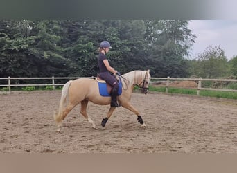 Welsh PB (Partbred), Gelding, 5 years, 14.2 hh, Palomino
