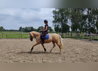 Welsh PB (Partbred), Gelding, 5 years, 14.2 hh, Palomino