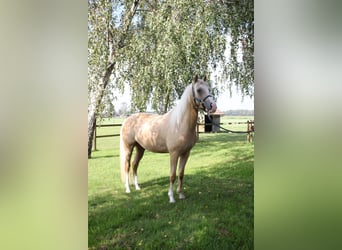 Welsh PB (Partbred), Gelding, 5 years, 14.2 hh, Palomino