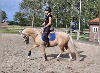 Welsh PB (Partbred), Gelding, 5 years, 14.2 hh, Palomino