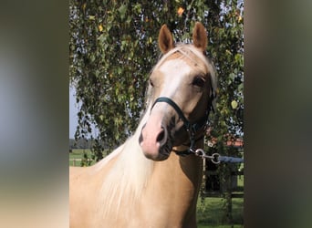 Welsh PB (Partbred), Gelding, 5 years, 14.2 hh, Palomino
