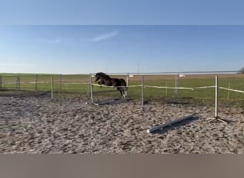 Welsh PB (Partbred), Gelding, 6 years, 13.1 hh, Bay-Dark