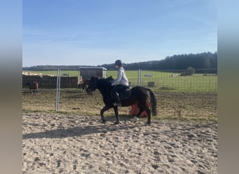 Welsh PB (Partbred), Gelding, 6 years, 13.1 hh, Bay-Dark