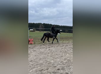 Welsh PB (Partbred), Gelding, 6 years, 13.1 hh, Bay-Dark