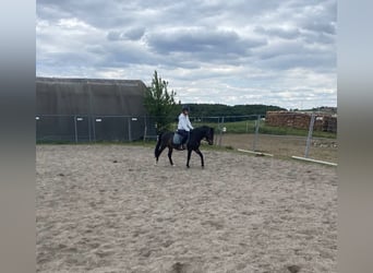 Welsh PB (Partbred), Gelding, 6 years, 13.1 hh, Bay-Dark