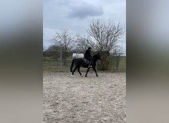 Welsh PB (Partbred), Gelding, 6 years, 13,1 hh, Bay-Dark