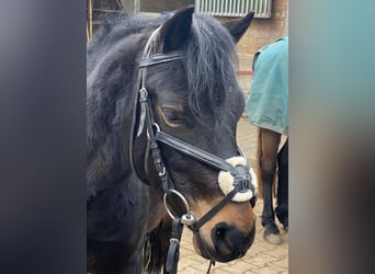 Welsh PB (Partbred), Gelding, 6 years, 13,1 hh, Bay-Dark
