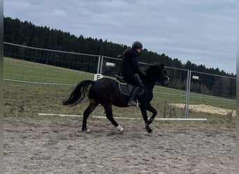 Welsh PB (Partbred), Gelding, 6 years, 13,1 hh, Bay-Dark
