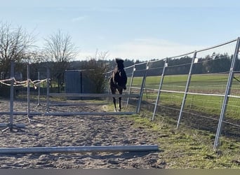 Welsh PB (Partbred), Gelding, 6 years, 13,1 hh, Bay-Dark