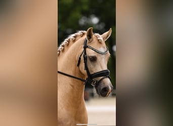 Welsh PB (Partbred), Gelding, 6 years, 14.1 hh, Palomino
