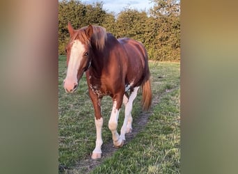 Welsh PB (Partbred), Gelding, 6 years, 16,1 hh, Chestnut-Red