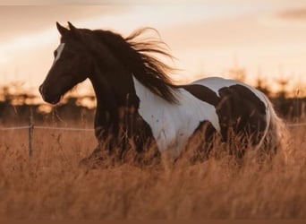 Welsh PB (Partbred), Gelding, 8 years, 14.3 hh, Pinto