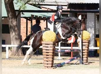 Welsh PB (Partbred) Mix, Gelding, 9 years, 14 hh, Pinto