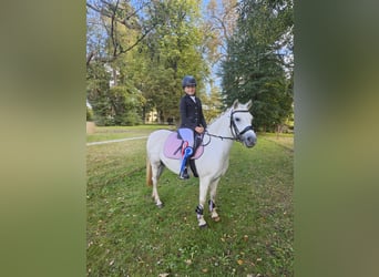 Welsh PB (Partbred), Mare, 11 years, 12,1 hh, Grey