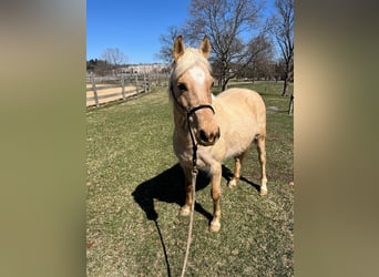 Welsh PB (Partbred) Mix, Mare, 11 years, 13 hh, Palomino